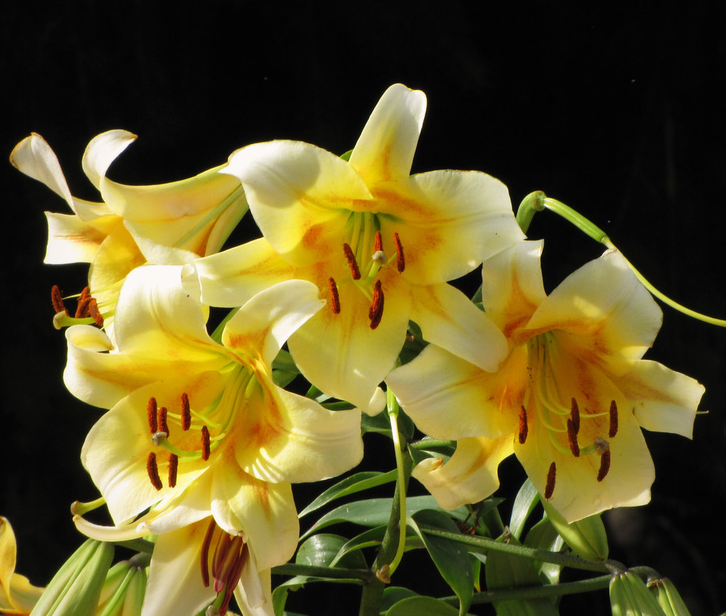 Yellow Lilies Denver Botanical Gardens Colorado Sands Flickr
