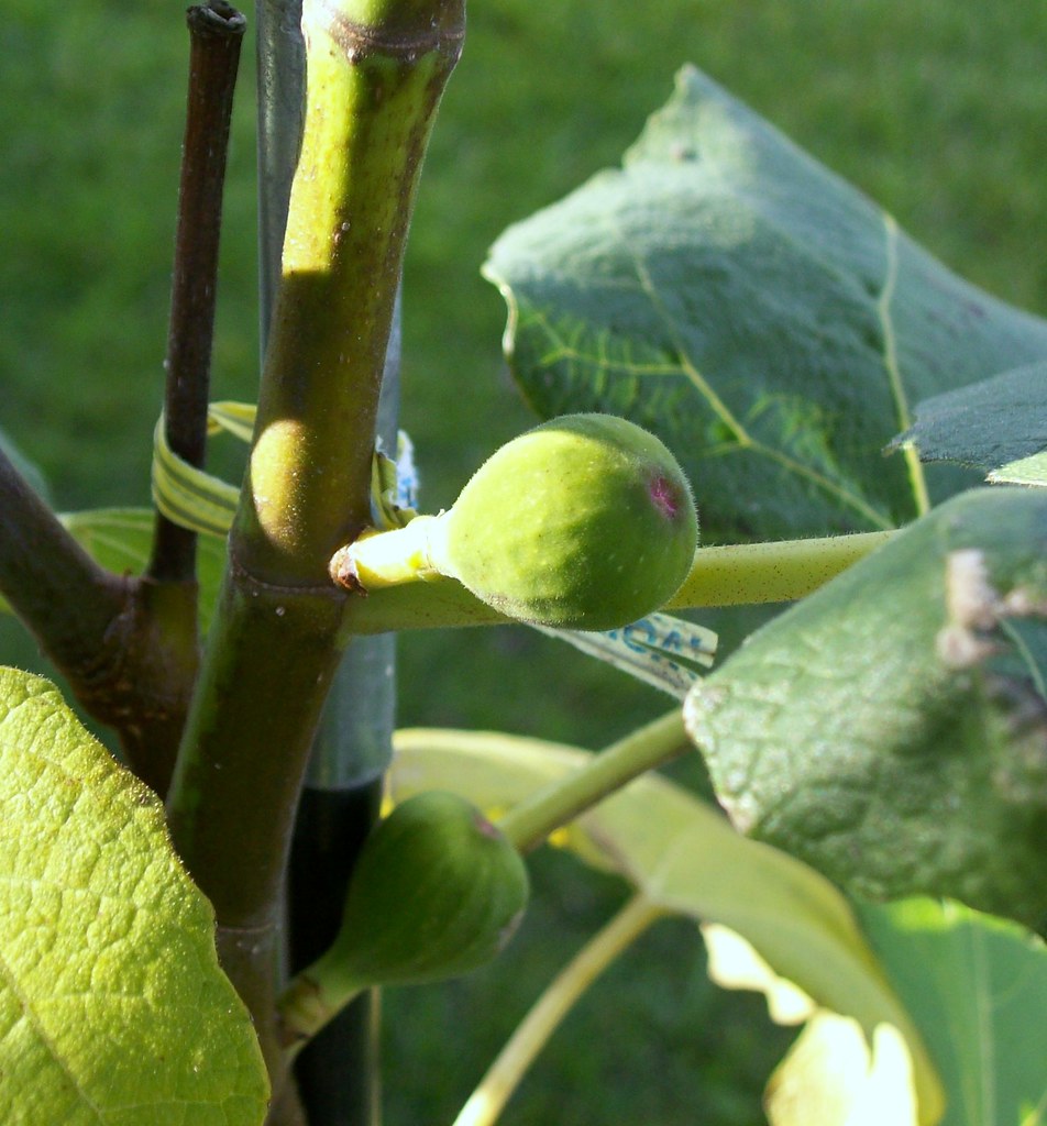 Baby Figs!! I am SO proud of my little Chicago Hardy Fig t… Flickr
