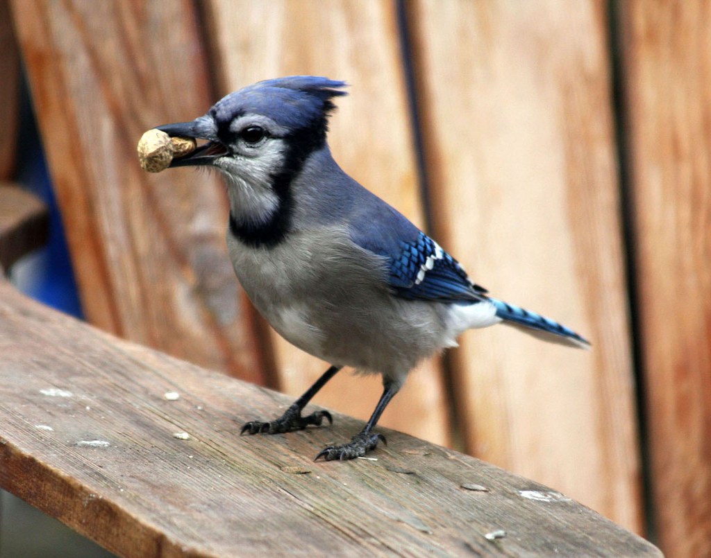 Blue Jay Baby blue jay with peanut chris fotograf Flickr