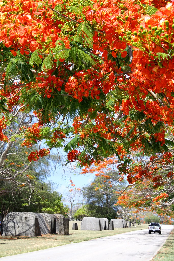 flame tree festival saipan 2023 Saipan Flame tree World War 2 Japanese bunkers at airport … Flickr