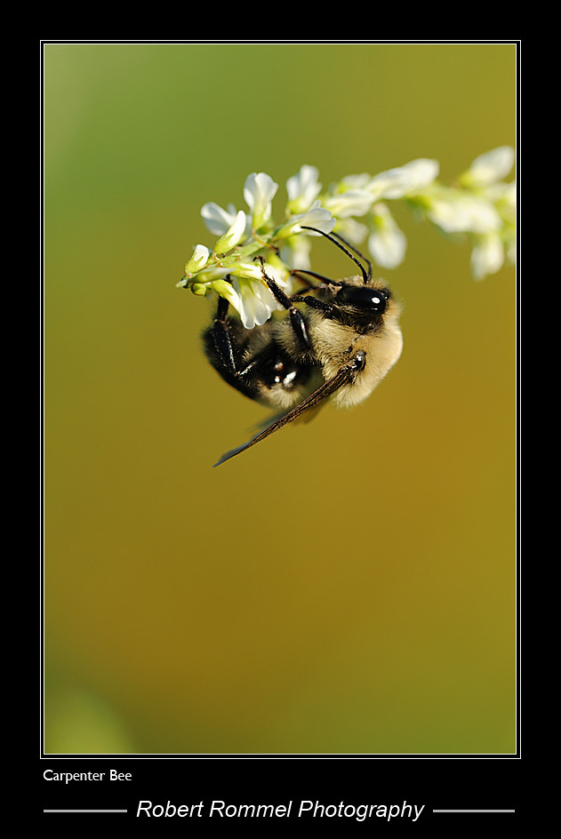 Carpenter Bee A Carpenter Bee visits a flower. Robert Rommel Flickr