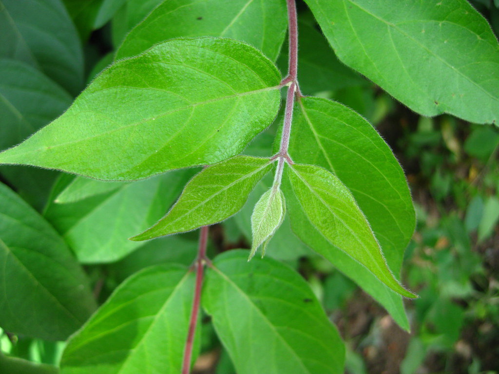 Lonicera japonica Japanese Honeysuckle leaves An invasiv… Flickr