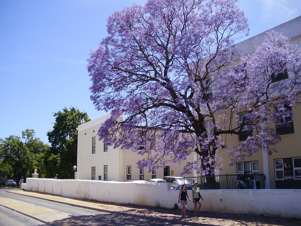 South Africa 2009 Stellenbosch Julian Knutzen Flickr