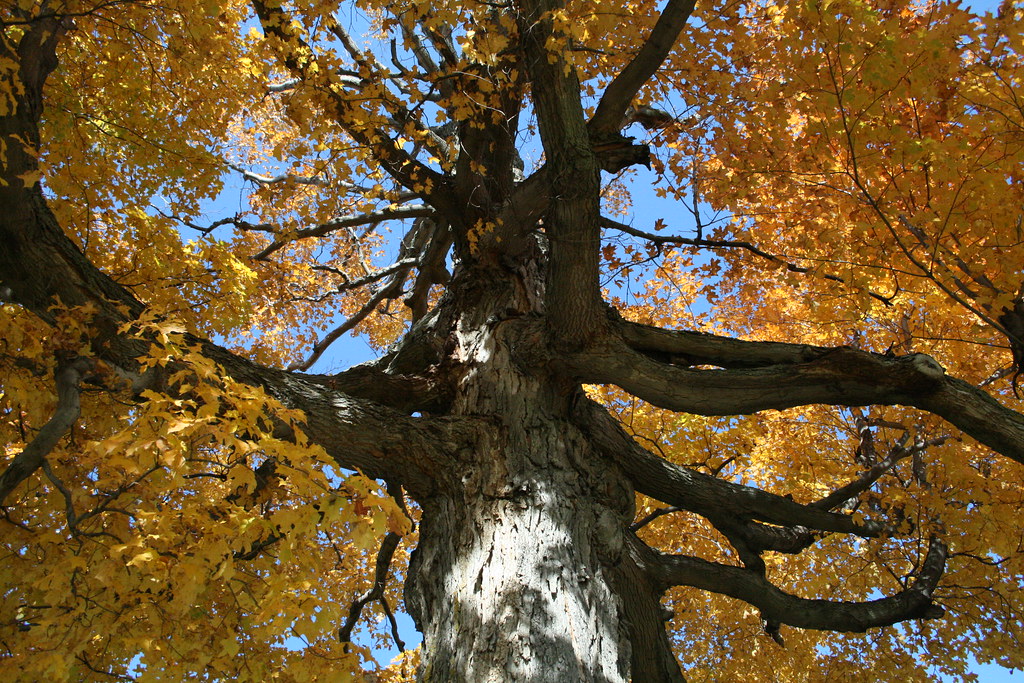 ACER Majestueux érable. Godmanchester, Québec. Eve lyne Flickr
