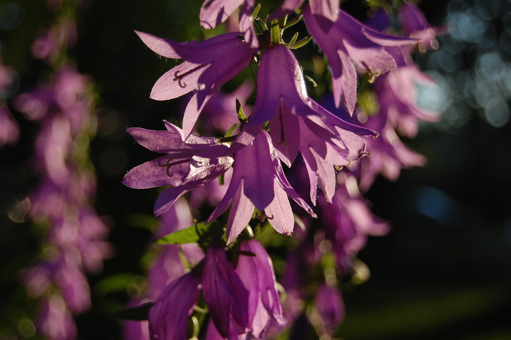 flowers rye'n Flickr