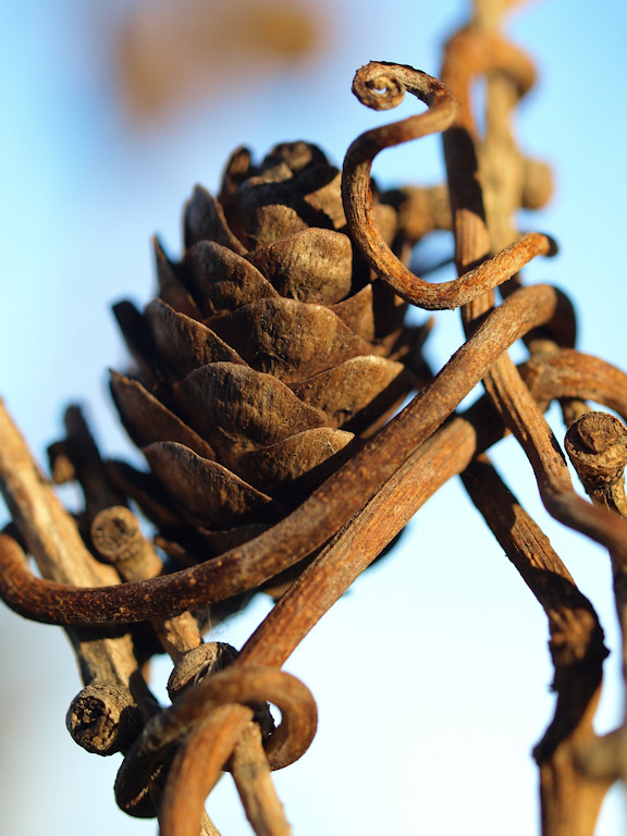 Elevation of Viking HIlls, Rochester, MN, USA Topographic Map