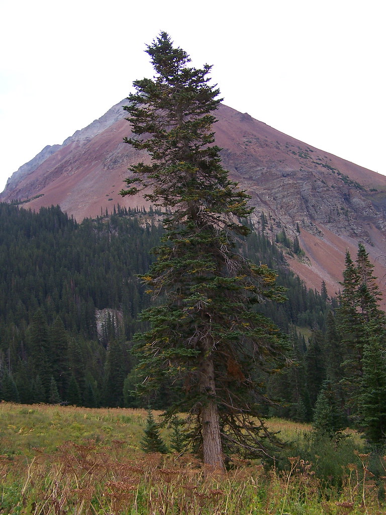 CORK BARK FIR In the southwest, the subalpine firs(Abies … Flickr
