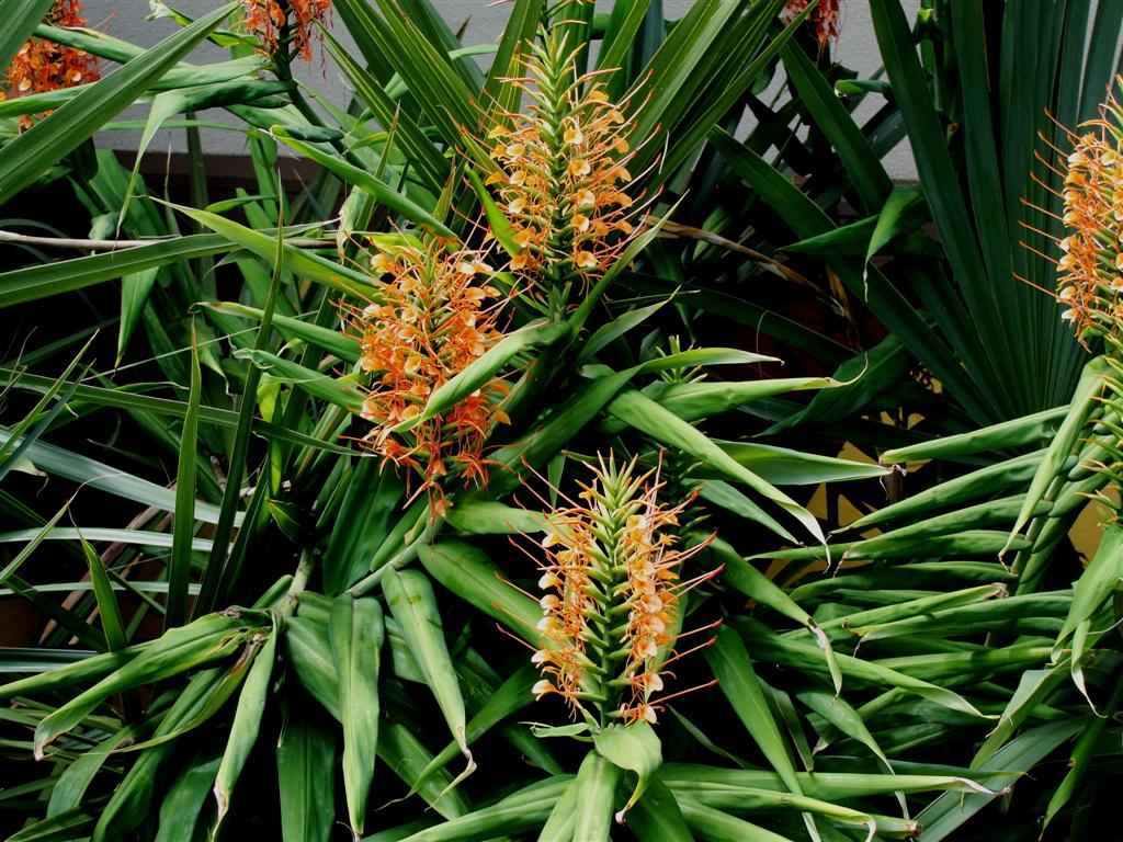 Orange Ginger Flower Fragrant orangeflowered Ginger Doug McAbee