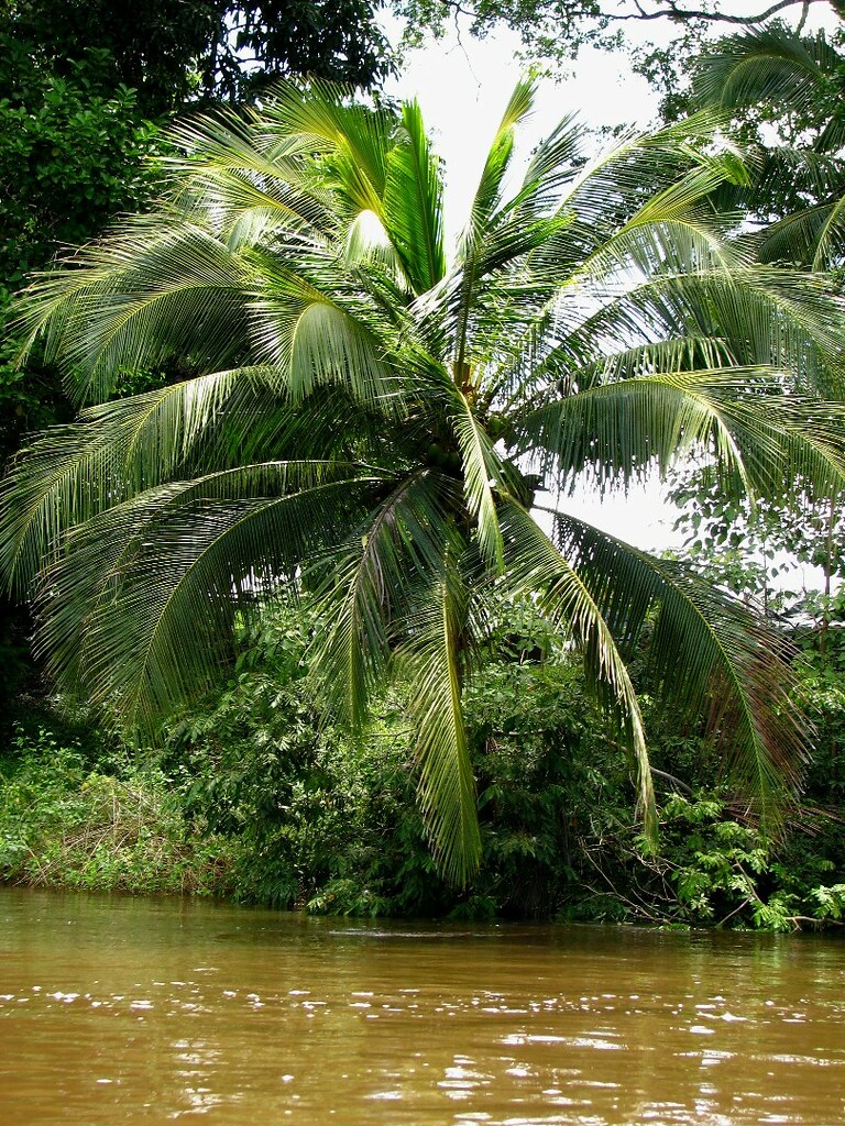 Palm Tree Over the Water It's difficult to see, but the tr… Flickr