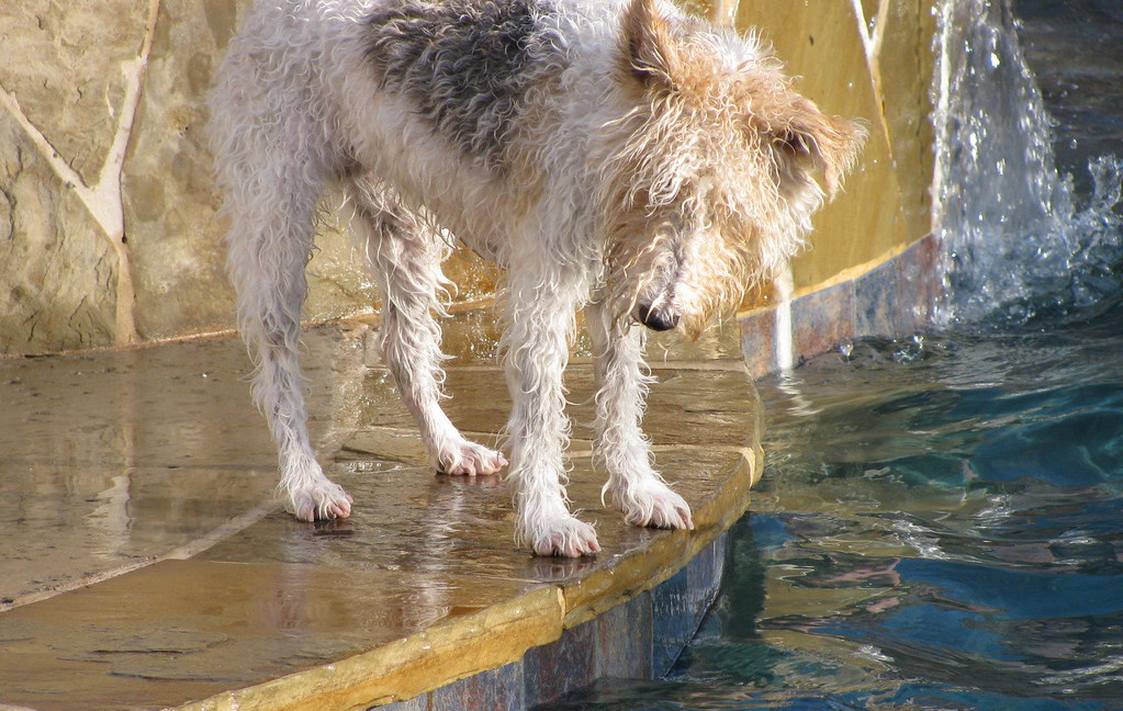 Is Dog Hair Bad For Pools
