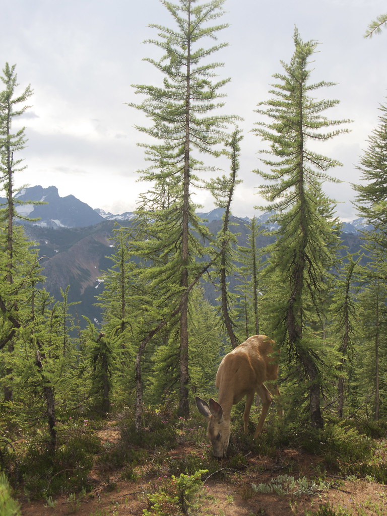 Larch and Deer Leroy Basin July 2009 mountainamoeba Flickr