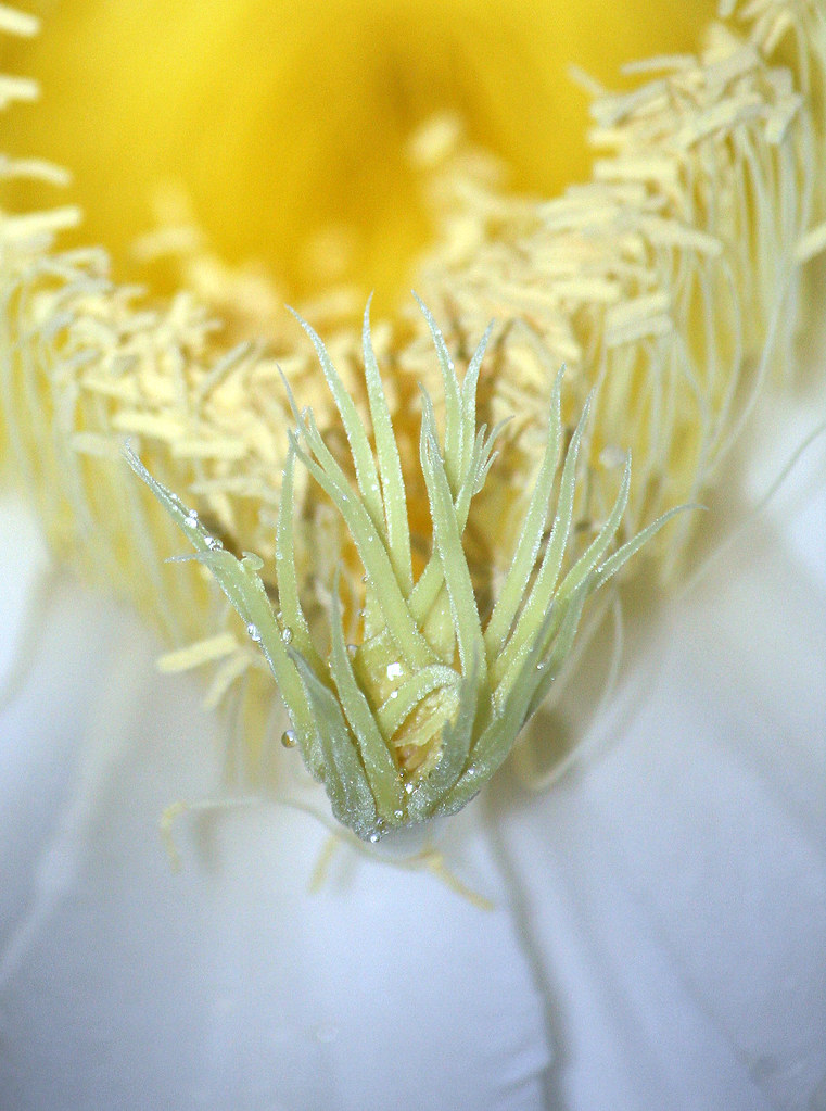 Night Blooming Cereus! The Pollen Has To Get Down Inside T… Flickr