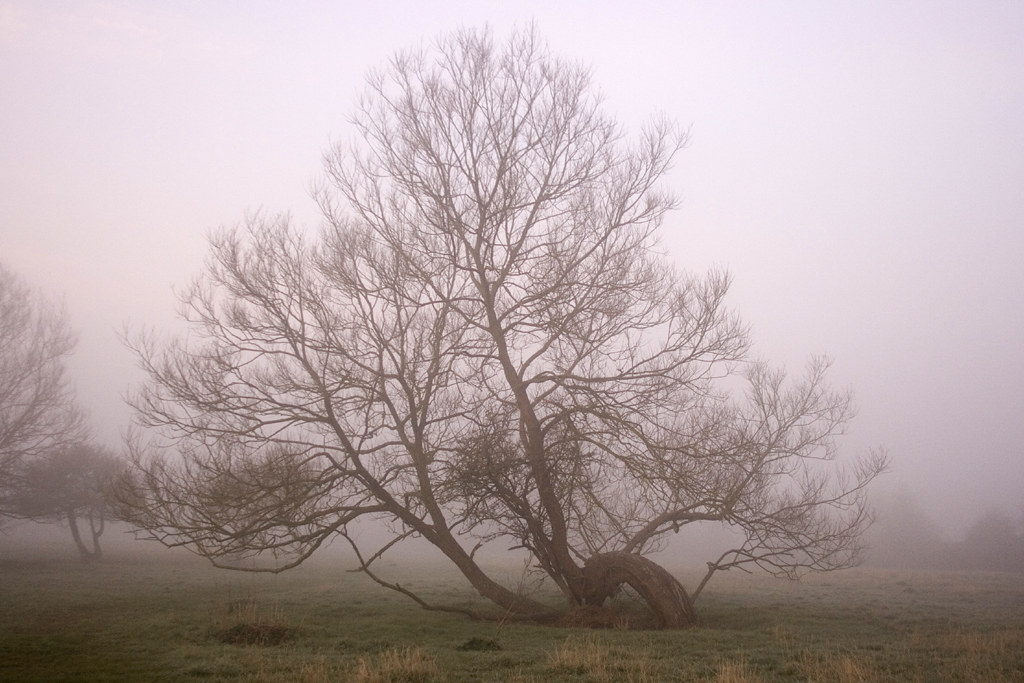 Old Willow tree Willow Tree in the misty water meadows of … Flickr