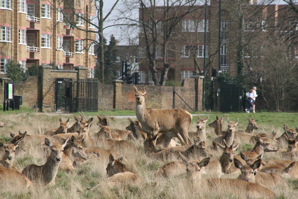 Oh Deer! While walking the dog in Richmond park(?) can