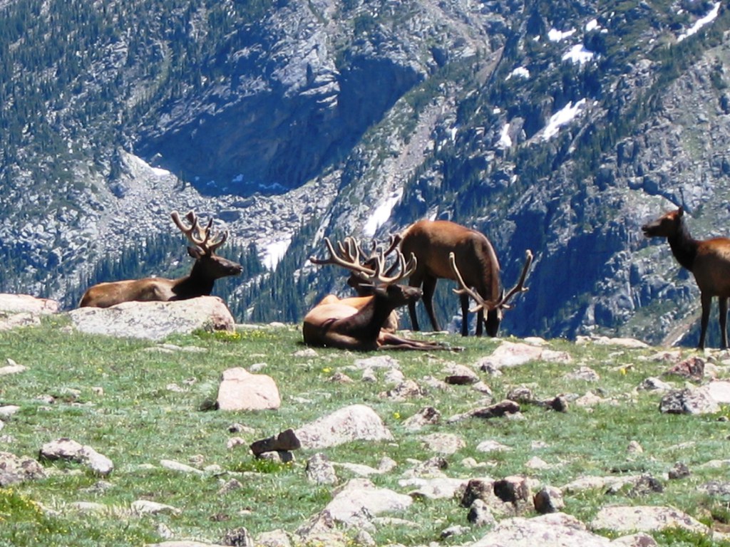 Elk, Rocky Mountain National Park W.G. Dayton Flickr