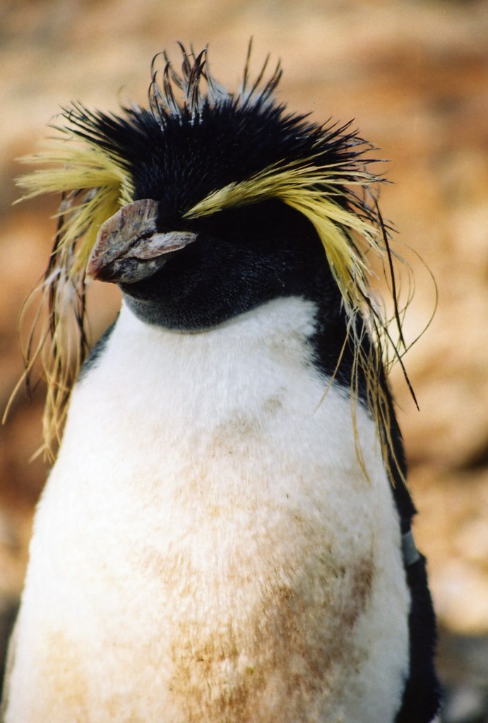 penguin hair Reithryll Flickr