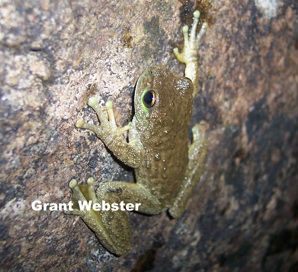 Ranoidea (Litoria) spenceri (Spotted Tree Frog) Kosciuszko… Flickr