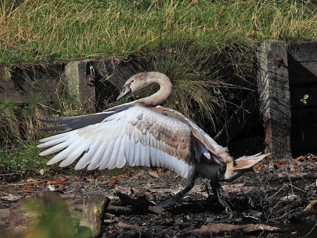 Mute Swans attack Flickr