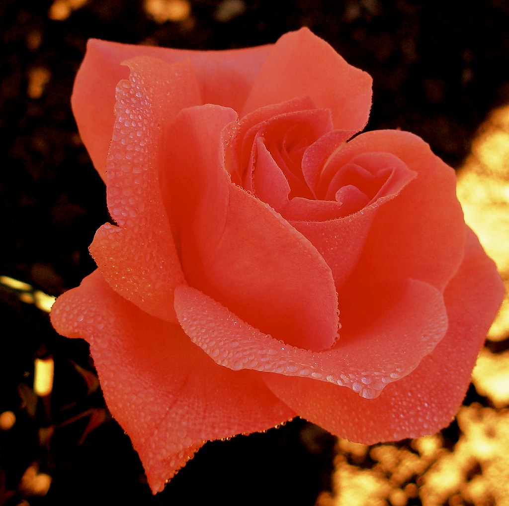 Rosa divina que en gentil cultura... A UNA ROSA Rosa divin… Flickr