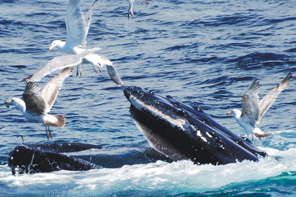 Humpback Whale feeding Credit bugsforthugs flickker