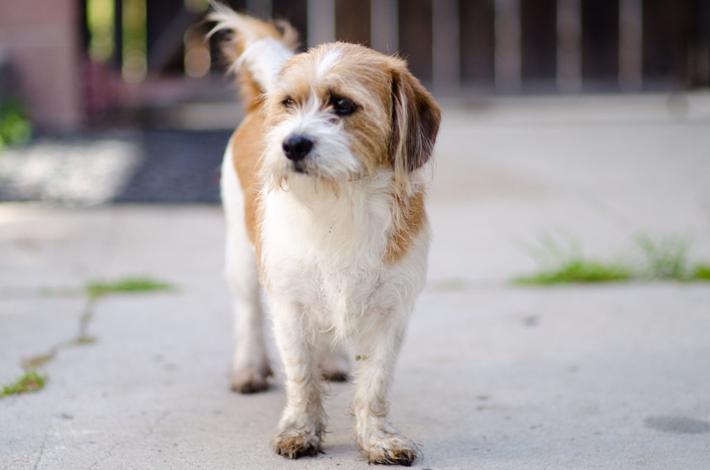 23 of the Cutest Beagle Mix Breeds (with Pictures)