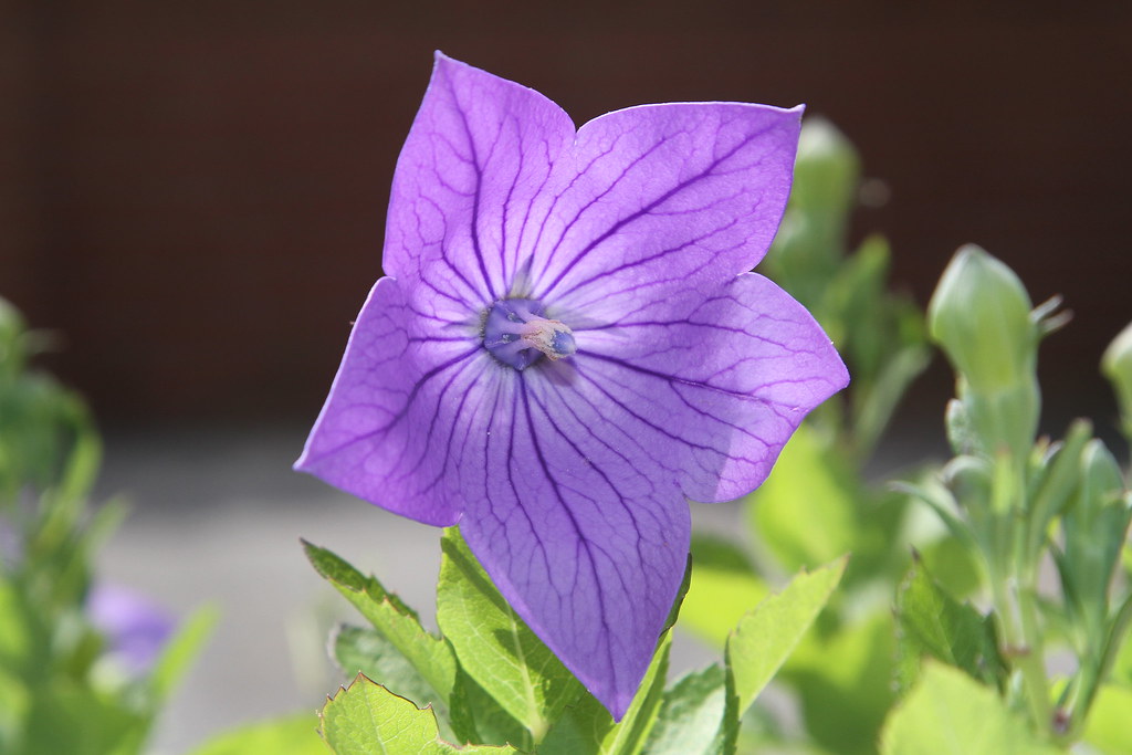 Balloon Flower (Platycodon grandiflorus) Jim, the Photographer Flickr