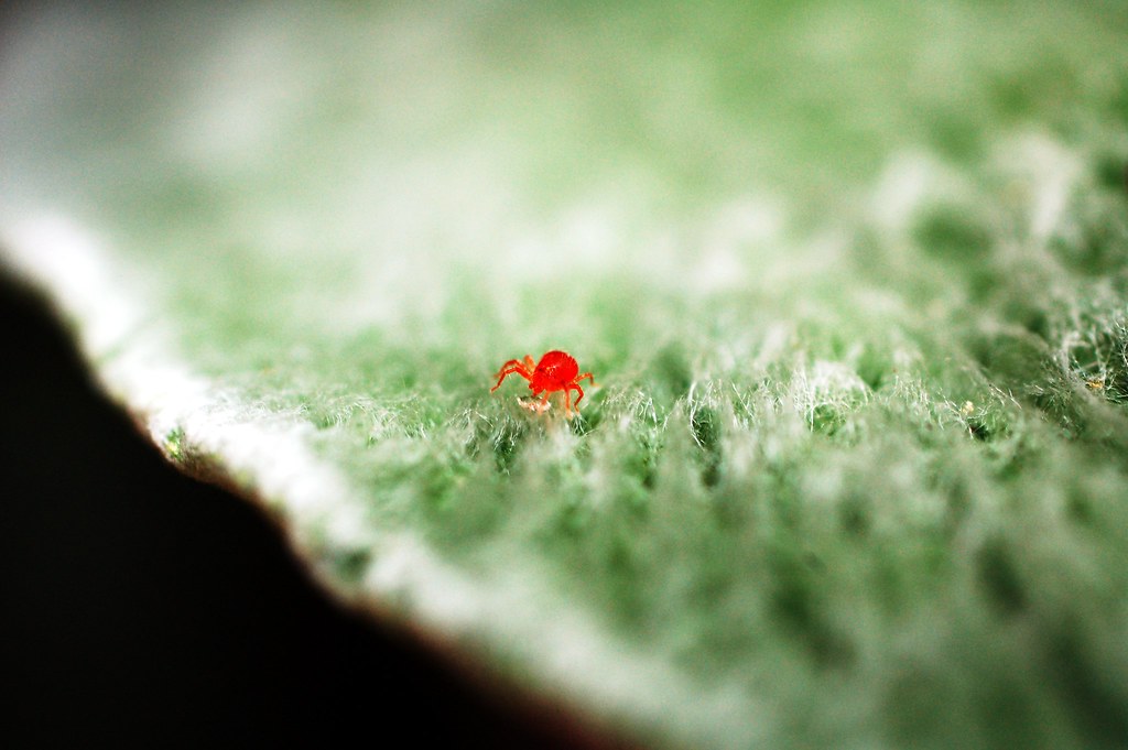 Lambs Ear with Red Bug This is a macro of a lambs ear plan… Flickr