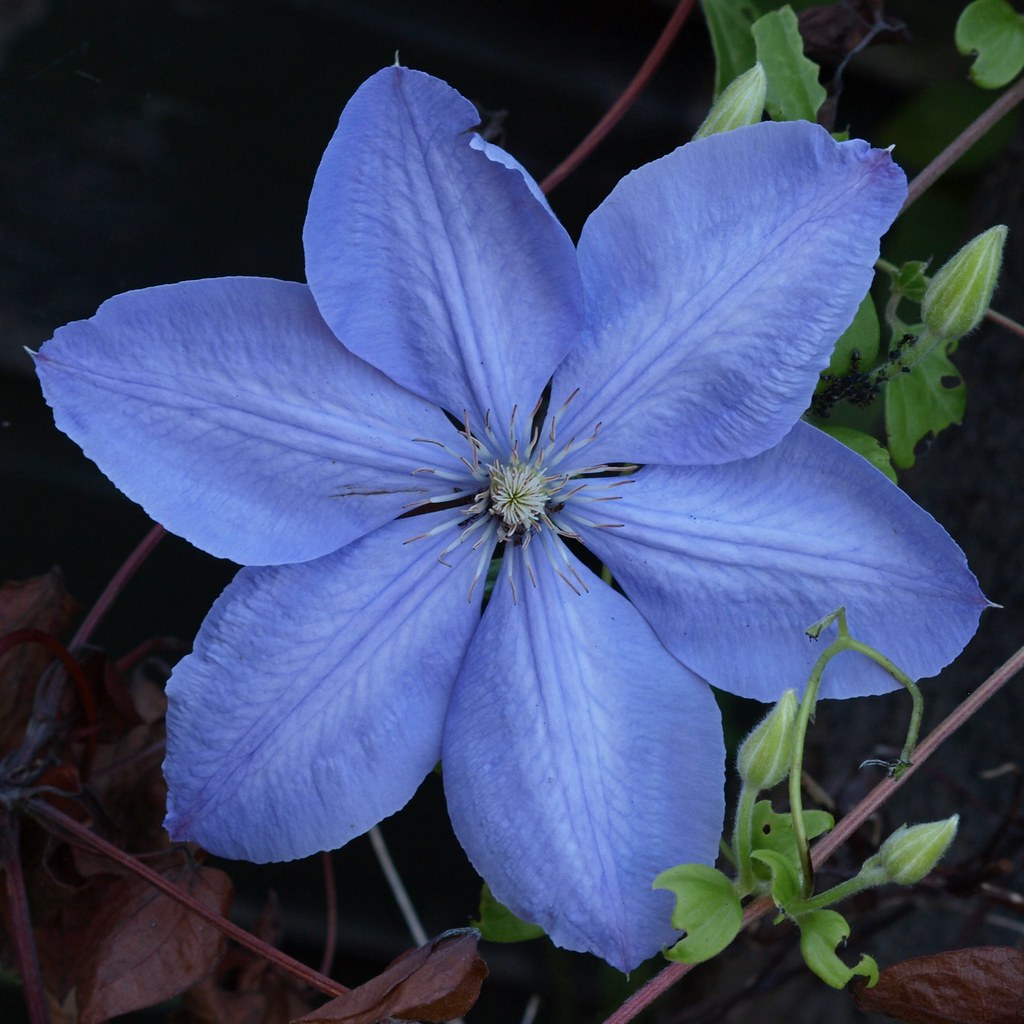 Clematis with ants Something keeps eating all our clematis… Flickr