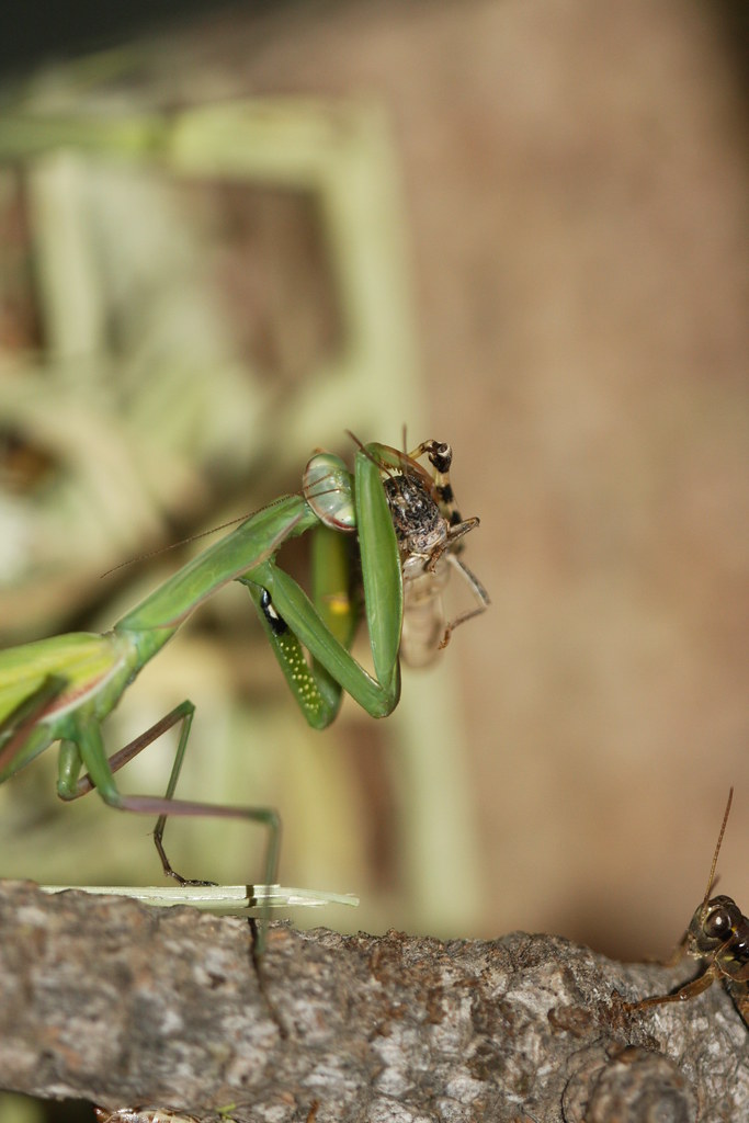 maycintadamayantixibb Does Eat Praying Mantis