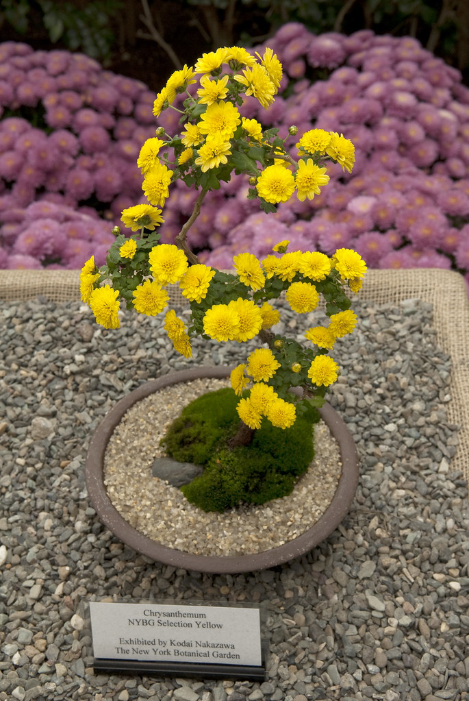 Chrysanthemum Bonsai Photo by Ivo M. Vermeulen The New York