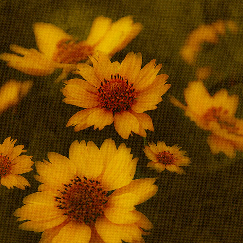 whole bunch of them this one is for karinbrigitta you want… Flickr