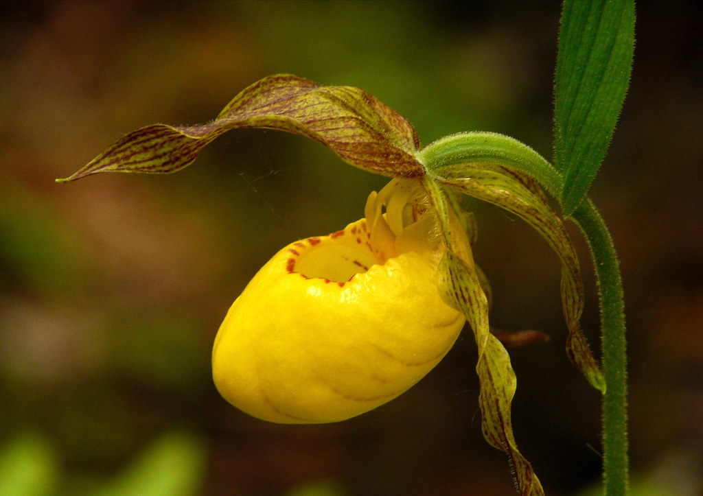 Yellow Lady Slipper at Skegemog Bog Apparently pretty rare… Flickr