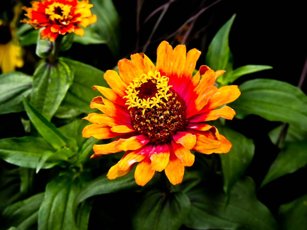 Orange Flower Kelowna, BC Marcia and Mike Nelson Pedde Flickr