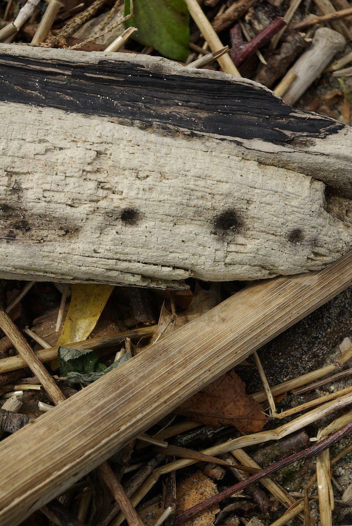 washed up wood where did the wood come from, what kind of … Flickr