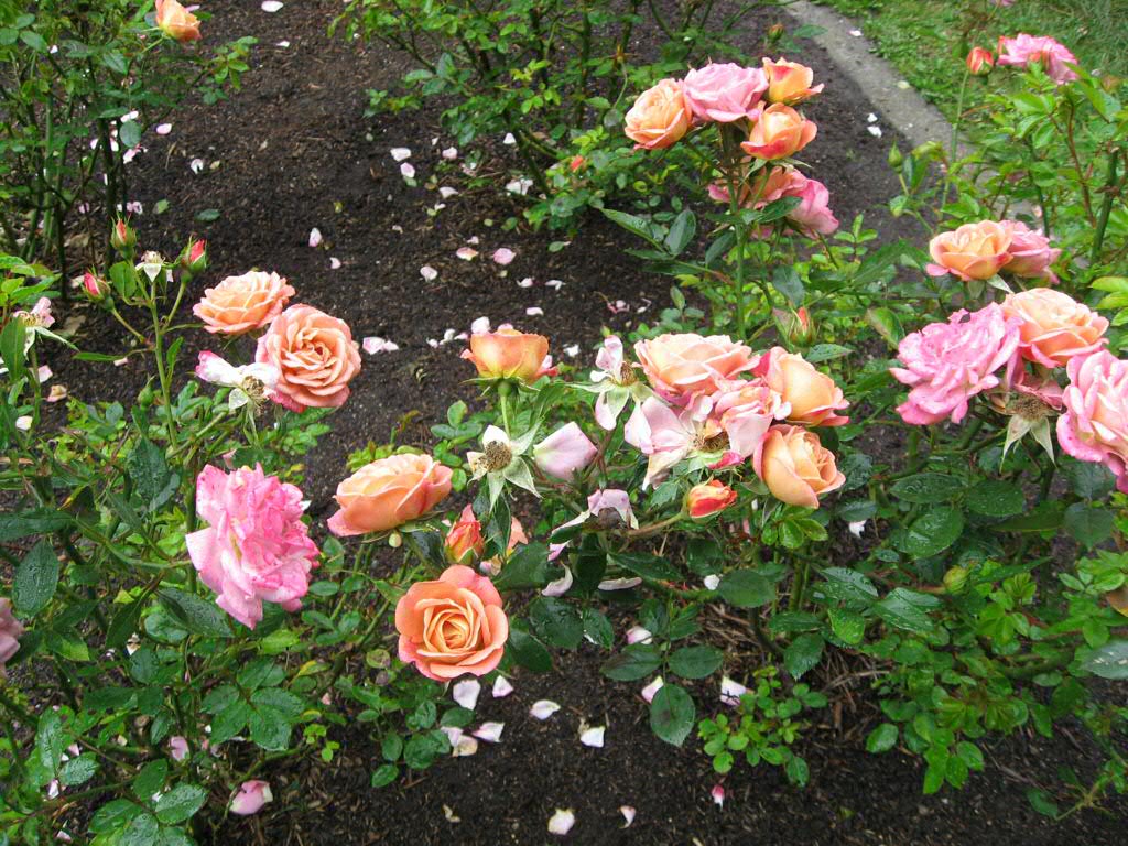Kaleidoscope Roses Pretty roses in GG Park klvinci Flickr