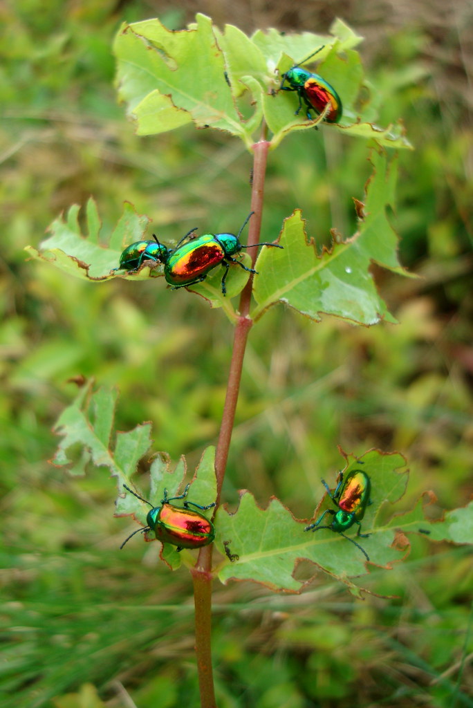leaf eating beetles erin longstocking Flickr