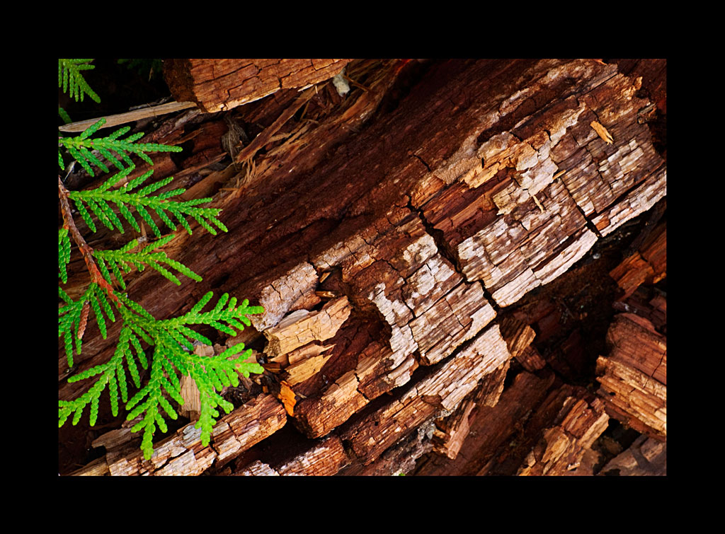 Cedar leaves and rotting wood Cedar leaves over a rotting … Flickr