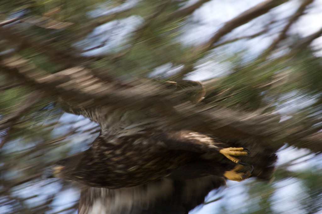 Baby Eagle just caught him flying away! Matt