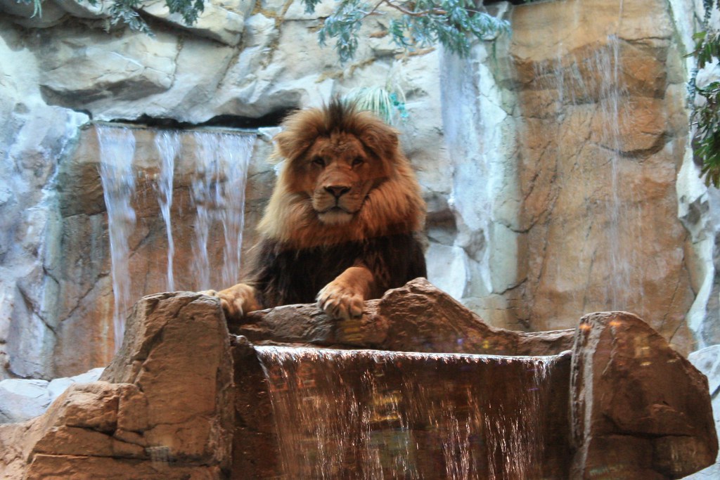 Las Vegas MGM Grand Lion Habitat Nestled in the heart o… Flickr