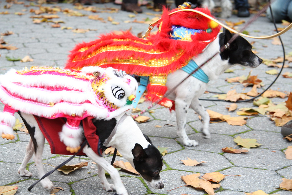 Chinese Dragon Dogs a photo on Flickriver