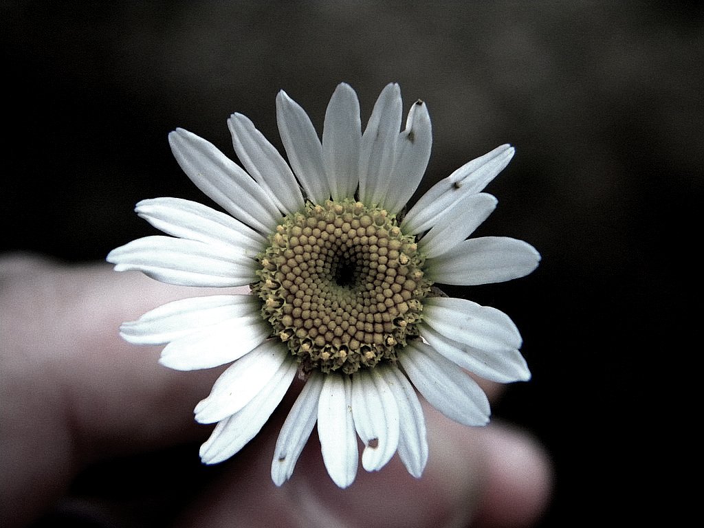 Flower A flower just for you. >David