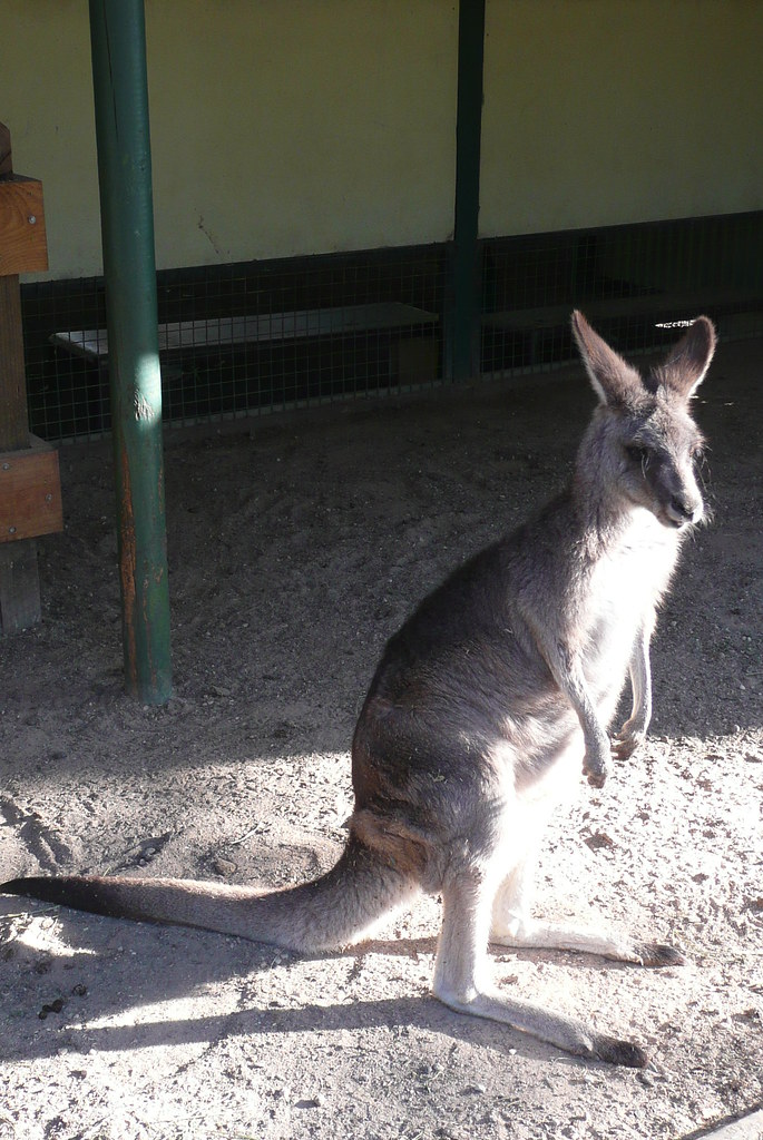 Kangaroo Kangaroo at Featherstone Wildlife Park Paula Funnell Flickr