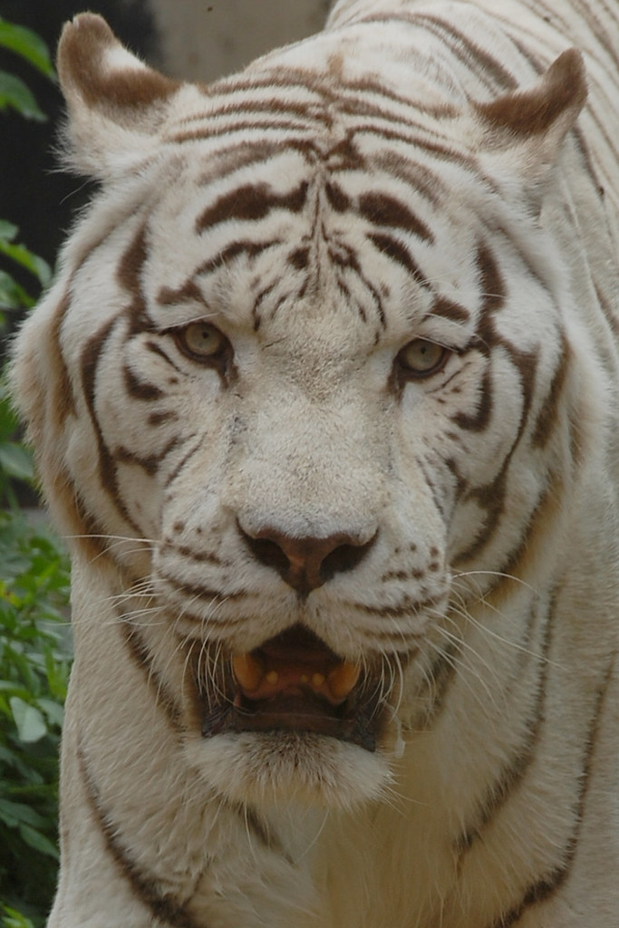 Colchester Zoo White Tiger White Tiger Chris Humphries Flickr
