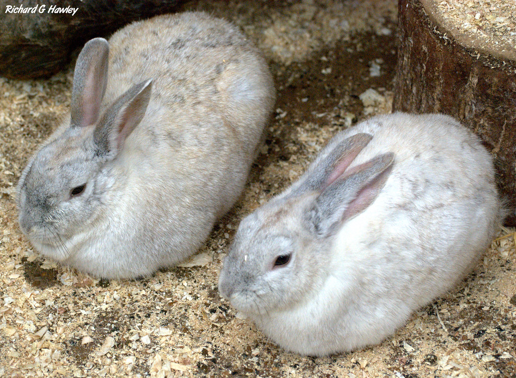Rabbits Location Banham Zoo, Norfolk richardghawley Flickr