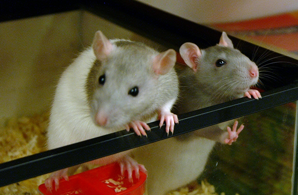 rats4 The Rats At Work in the science lab. Matt Flickr