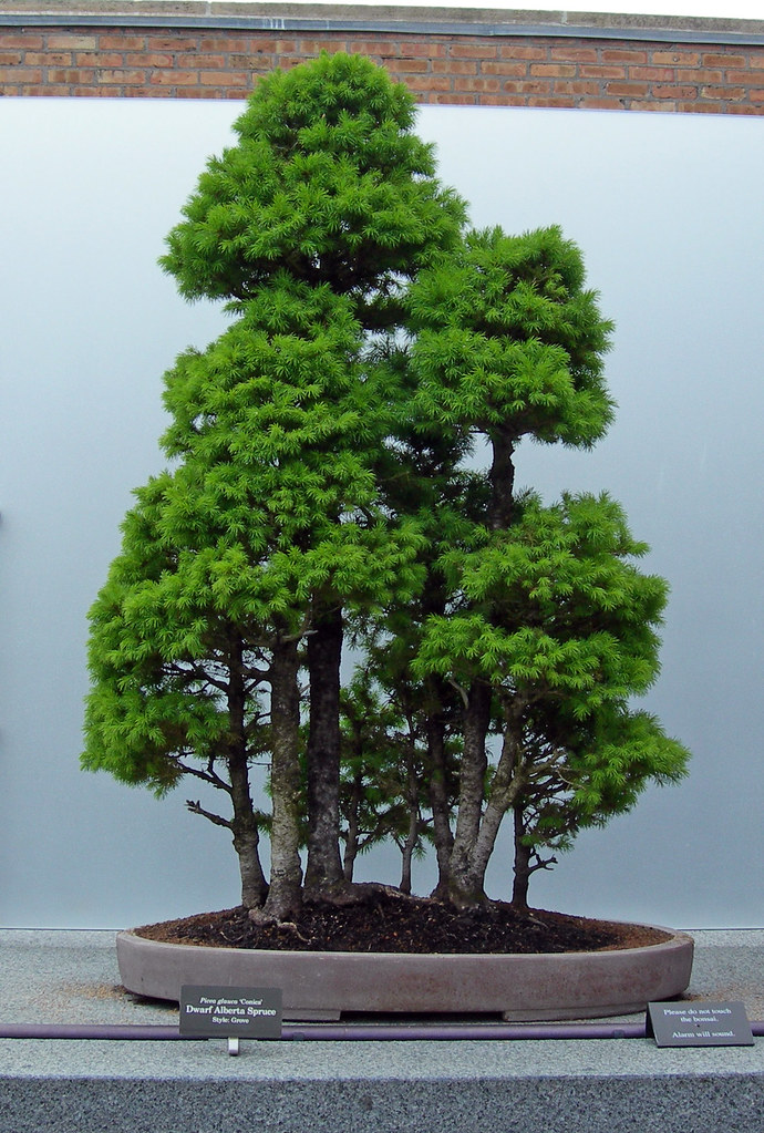 Forest Style Bonsai Alberta Spruce 20090528 124 a photo on Flickriver
