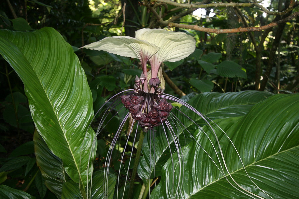 White bat flower, Tacca integrifolia, at Leu Gardens Flickr