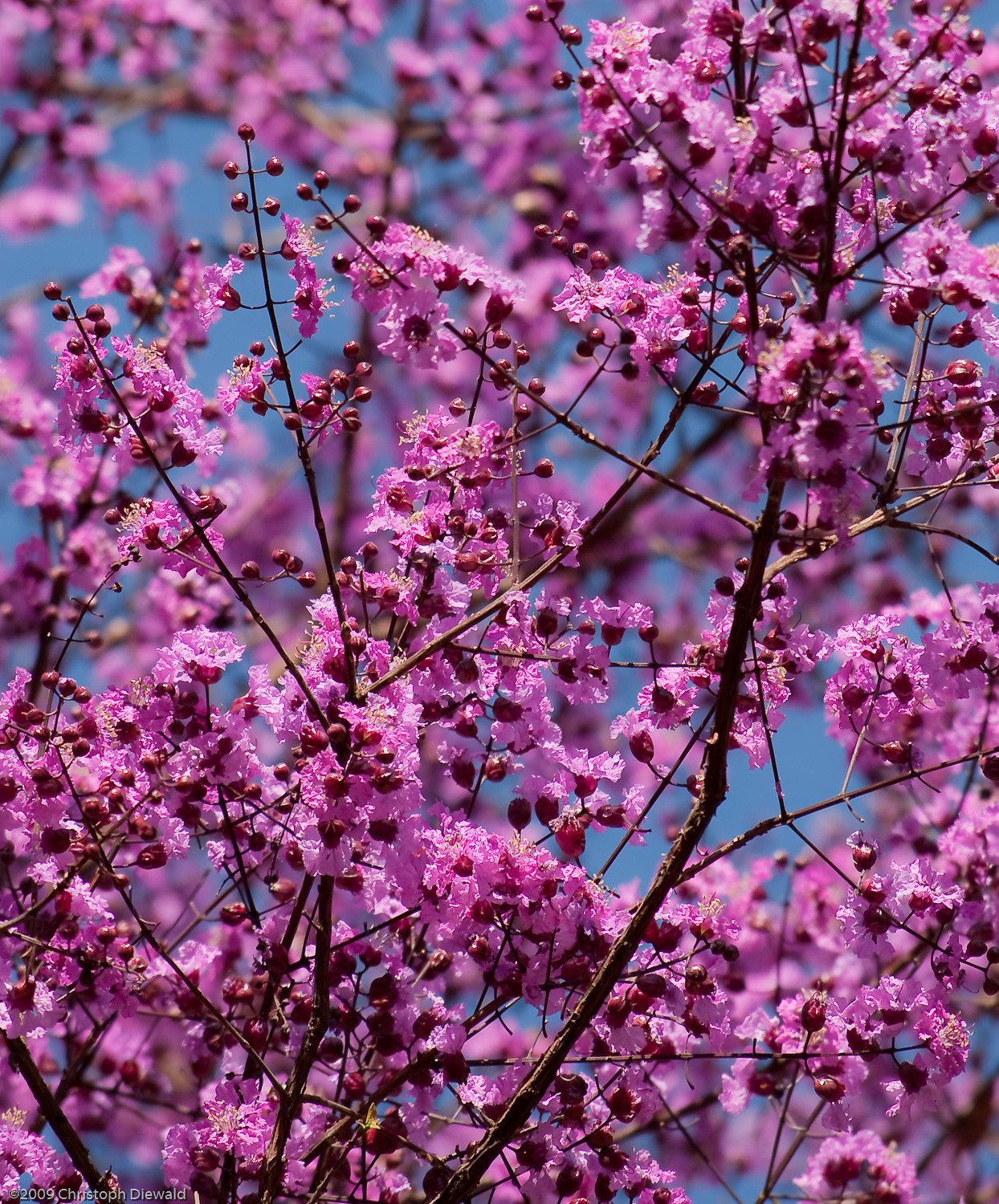 無料ダウンロード small pink flowering trees identification 975870How to