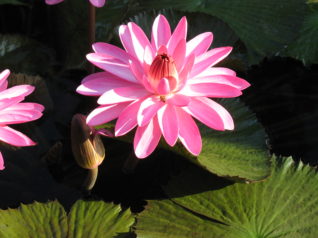 Tropical water lily Tropical water lily Nymphaea 'Emily Gr… Flickr