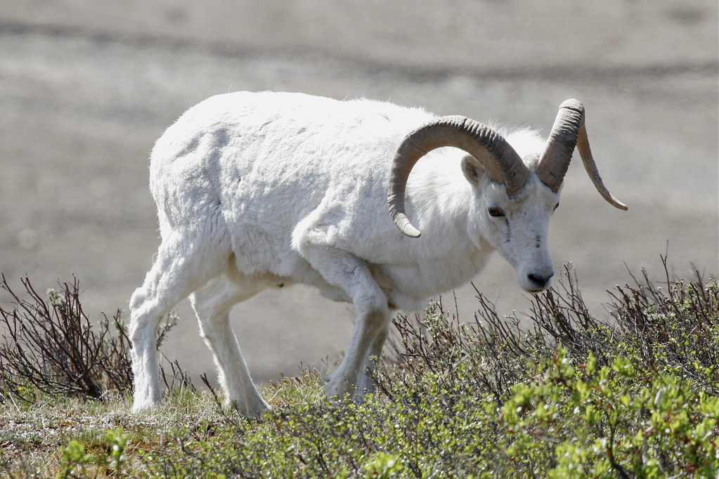 Dall Sheep In Denali National Park moarplease Flickr